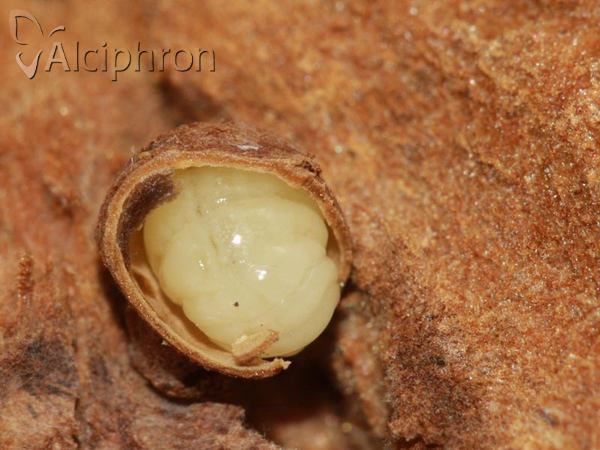 Andricus gallaetinctoriae