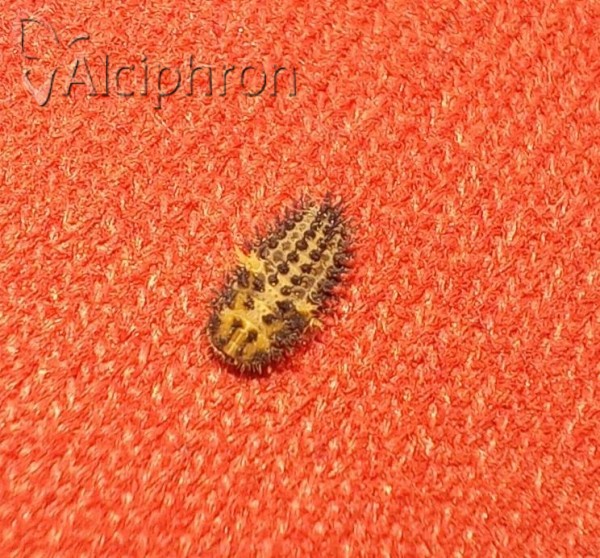Henosepilachna argus