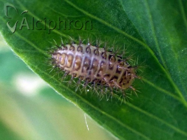 Henosepilachna argus
