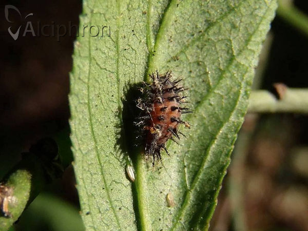 Chilocorus renipustulatus
