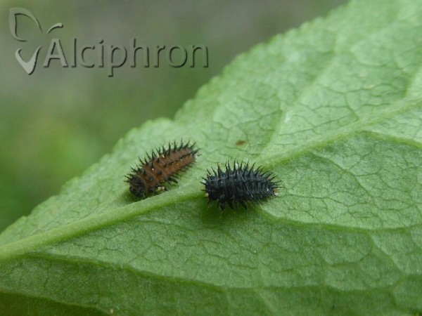 Chilocorus renipustulatus