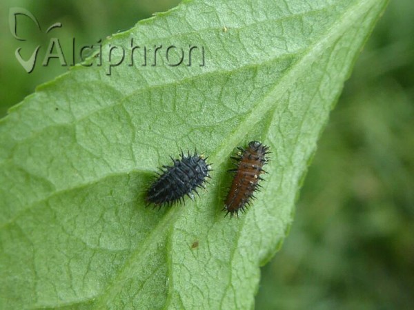 Chilocorus renipustulatus