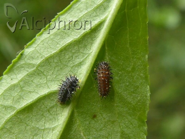 Chilocorus renipustulatus