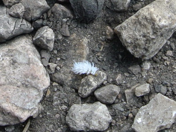Scymnus frontalis