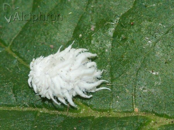 Scymnus interruptus