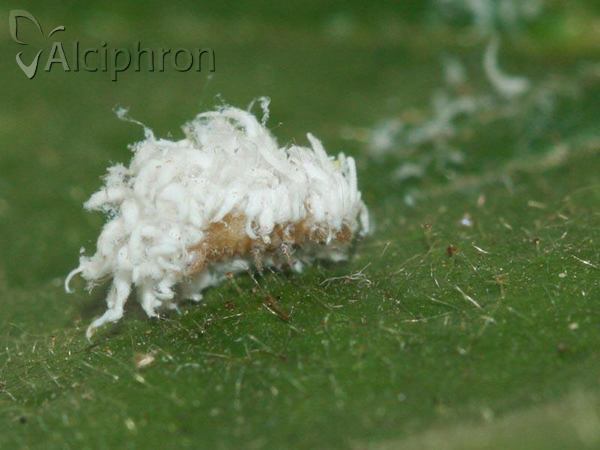 Scymnus interruptus