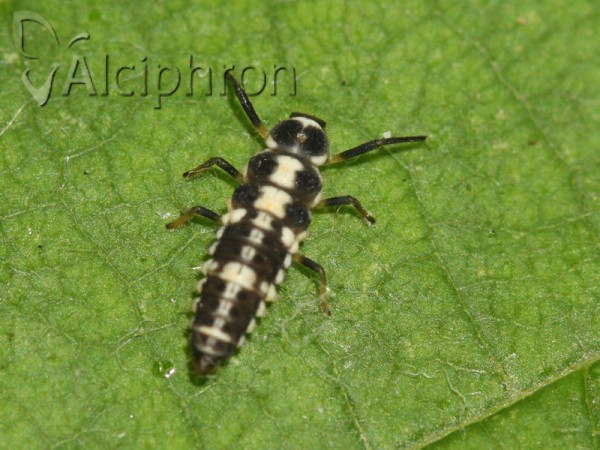 Propylea quatuordecimpunctata