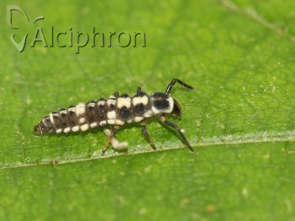 Propylea quatuordecimpunctata