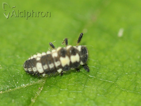 Propylea quatuordecimpunctata
