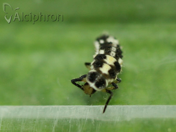 Propylea quatuordecimpunctata