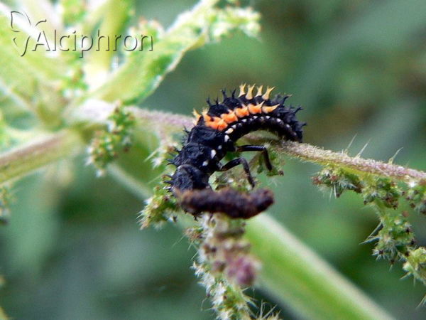 Harmonia axyridis