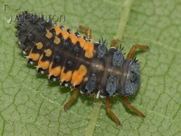 Harmonia axyridis