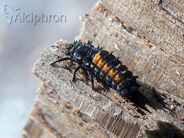 Harmonia axyridis