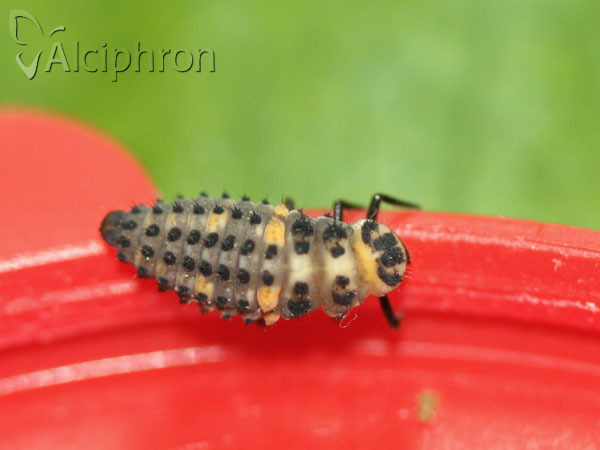 Hippodamia variegata