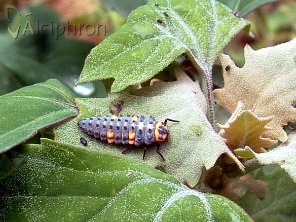 Coccinella septempunctata