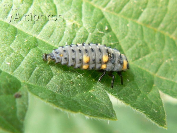 Coccinella septempunctata
