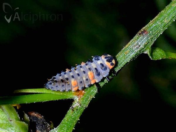 Coccinella septempunctata