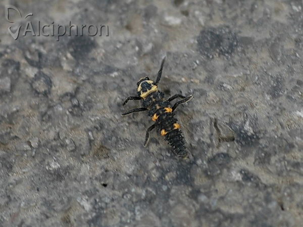 Adalia bipunctata