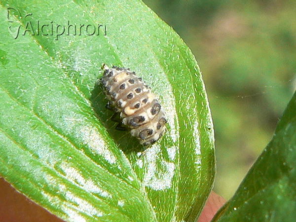Adalia decempunctata