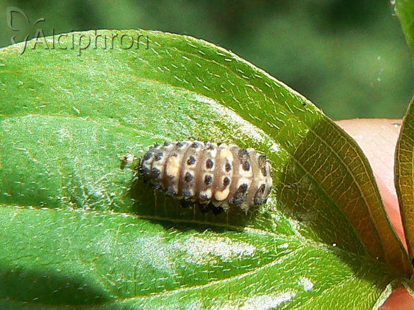 Adalia decempunctata