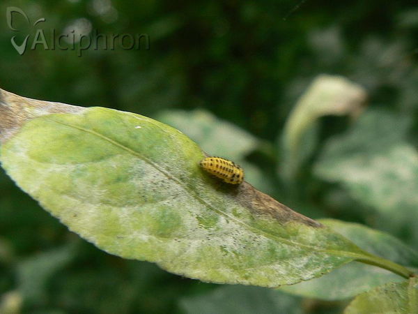 Psyllobora vigintiduopunctata