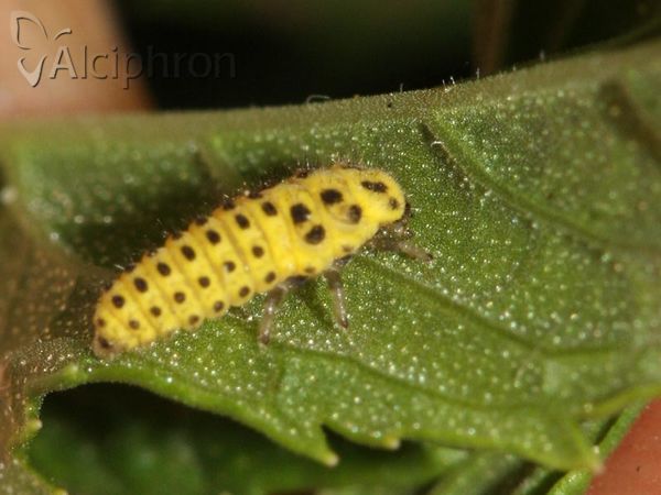 Psyllobora vigintiduopunctata