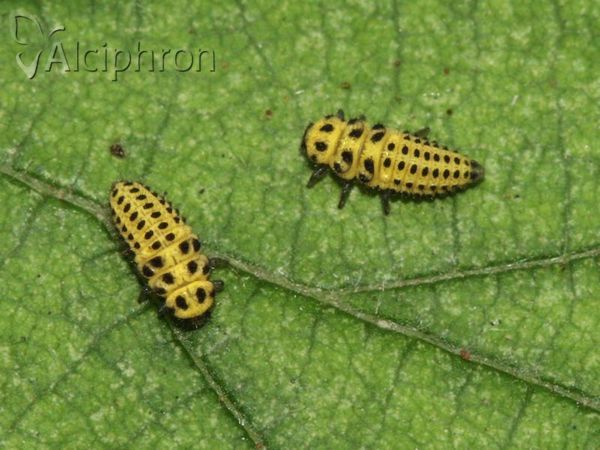 Psyllobora vigintiduopunctata