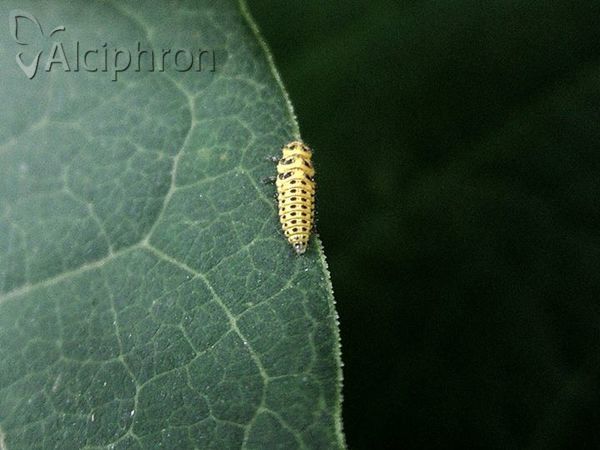 Psyllobora vigintiduopunctata