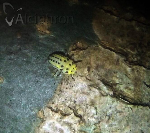 Halyzia sedecimguttata