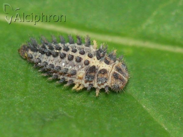 Exochomus quadripustulatus