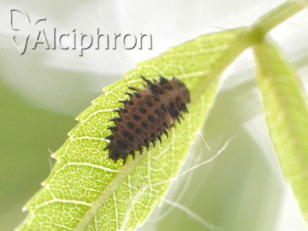 Exochomus quadripustulatus