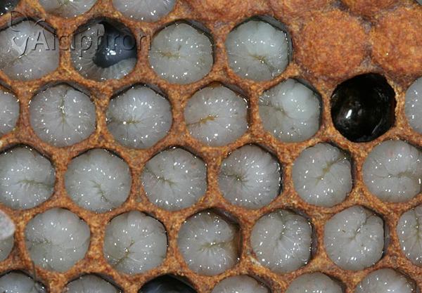 Apis mellifera