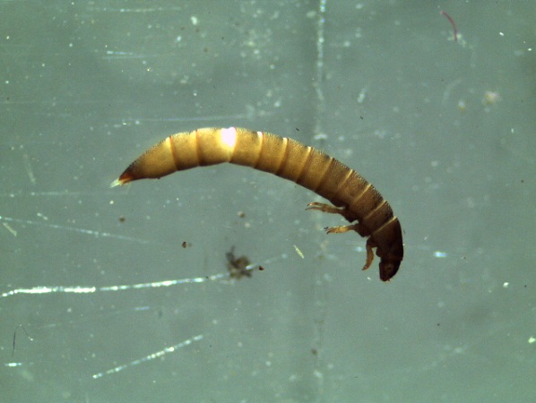 Limnius volckmari