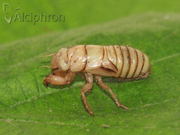 Tibicina haematodes