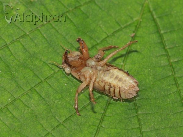 Tibicina haematodes