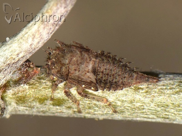 Stictocephala bisonia