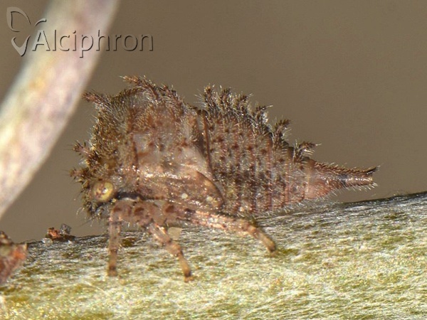 Stictocephala bisonia