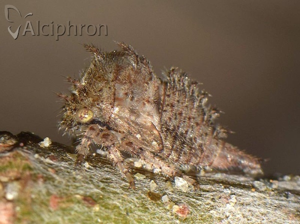 Stictocephala bisonia