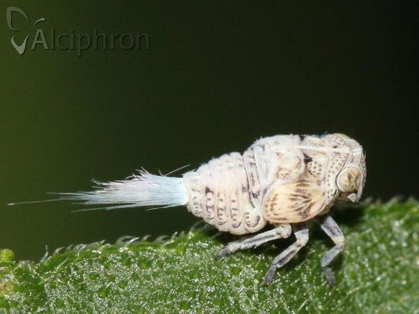 Hysteropterum reticulatum