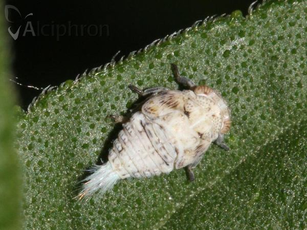 Hysteropterum reticulatum