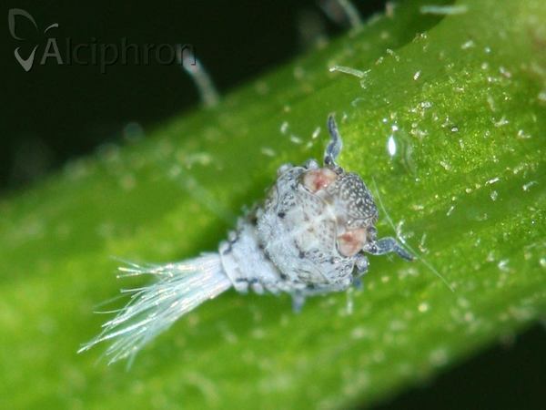 Hysteropterum reticulatum