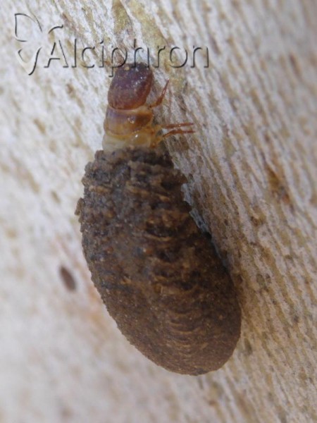 Clytra laeviuscula