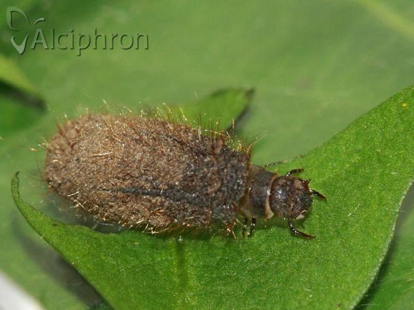 Labidostomis longimana