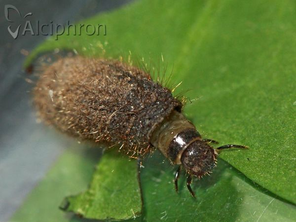 Labidostomis longimana