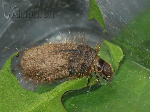 Labidostomis longimana
