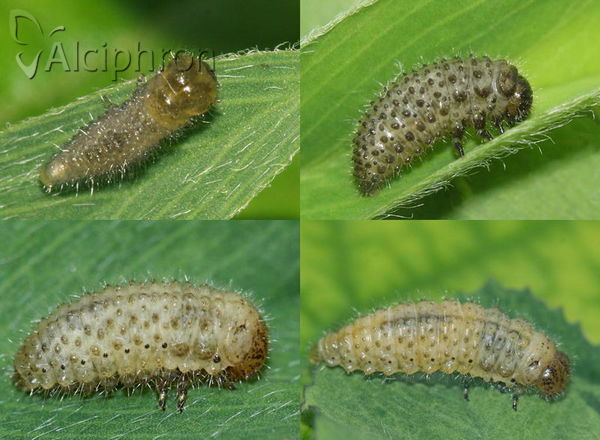 Gonioctena fornicata