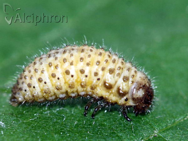 Gonioctena fornicata