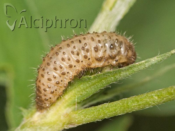 Gonioctena fornicata