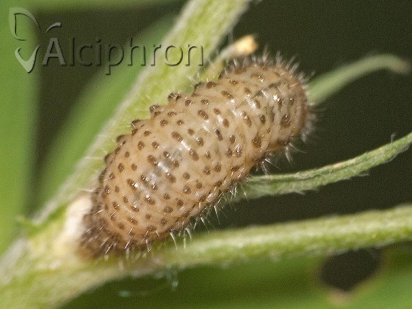 Gonioctena fornicata