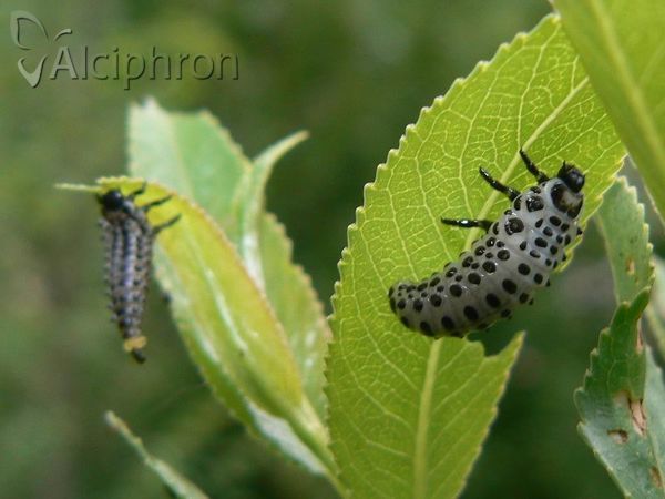Chrysomela vigintipunctata